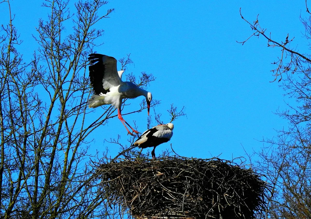 cigogne